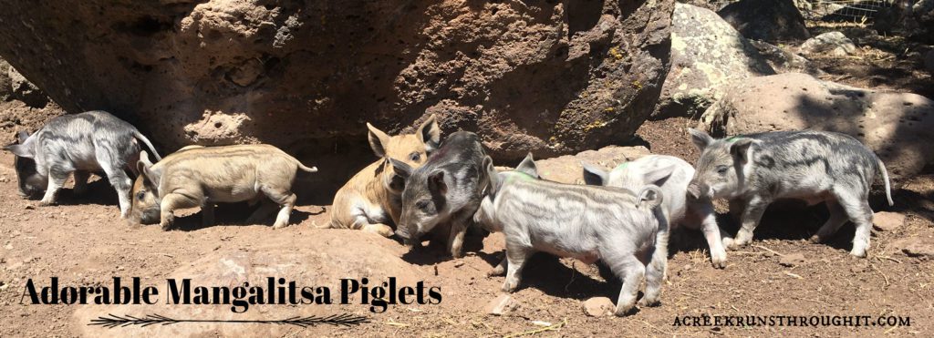 Mangalitsa pigs