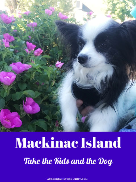 Papillon dog Mackinac Island