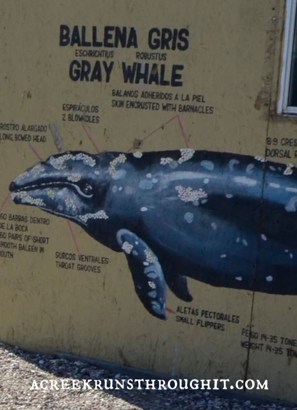 gray whale wall art at Laguna San Ignacio