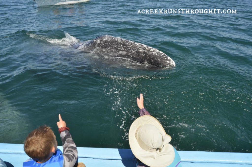 kids and gray whales Laguna San Ignacio